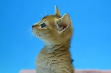 アビシニアン【茨城県・女の子・2019年2月12日・ルディ】の写真2