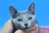 ロシアンブルー【茨城県・男の子・2022年8月20日・ブルー♪】の写真2