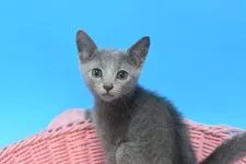 ロシアンブルー【茨城県・男の子・2022年3月21日・ブルー♪】の写真2