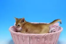 アビシニアン【茨城県・女の子・2019年3月1日・レッド】の写真2
