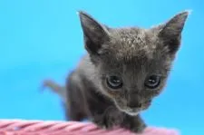 ロシアンブルー【茨城県・女の子・2020年3月1日・ブルー♪】の写真3