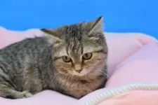 マンチカン(短足)【茨城県・女の子・2021年9月5日・ブラウンパッチドタビー♪】の写真3「11/24撮影」