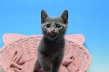 ロシアンブルー【茨城県・男の子・2019年9月16日・ブルー♪】の写真3「11/15撮影」