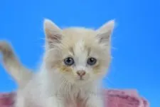 ミヌエットxラガマフィンmix【茨城県・男の子・2021年12月2日・クリーム】の写真3