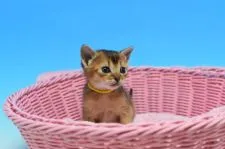 アビシニアン【茨城県・女の子・2020年2月7日・ルディ♪】の写真3「2/20撮影」