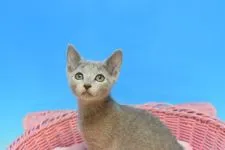 ロシアンブルー【茨城県・男の子・2021年7月15日・ブルー♪】の写真4