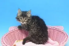 ノルウェージャンフォレストキャット【茨城県・男の子・2021年11月23日・シルバータビー♪】の写真4