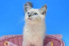 ラグドールxラグドールmix【茨城県・男の子・2021年9月25日・ブルーポイントミテッド♪】の写真4「12/16撮影」