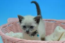 ロシアンブルー【茨城県・男の子・2019年1月5日・ブルーポイント😻】の写真4「3/10日撮影」
