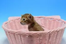 アビシニアン【茨城県・男の子・2019年4月1日・レッド】の写真4