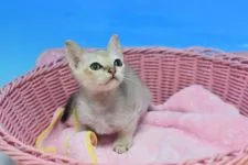 シンガプーラ【茨城県・男の子・2021年11月23日・セピアアグーティ♪】の写真4