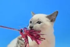 ロシアンブルー【茨城県・男の子・2022年2月14日・ブルーポイント♪】の写真4