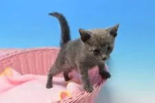 ロシアンブルー【茨城県・男の子・2020年9月10日・ブルー♪】の写真4