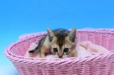 アビシニアンxシンガプーラmix【茨城県・男の子・2020年4月15日・ブラウンティックドタビー♪】の写真4