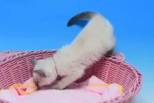 ロシアンブルー【茨城県・女の子・2020年9月10日・ブルーポイント。】の写真5