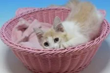 ノルウェージャンxミヌエットmix【茨城県・女の子・2020年7月23日・クリームタビー&ホワイト♪】の写真5