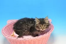 ノルウェージャンフォレストキャット【茨城県・男の子・2021年11月23日・シルバータビー♪】の写真5