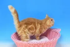 マンチカン(長足)【茨城県・女の子・2020年12月25日・レッドタビー♪】の写真5