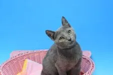 ロシアンブルー【茨城県・男の子・2021年9月23日・ブルー♪】の写真5