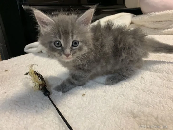 ID：2010-01600の子猫
