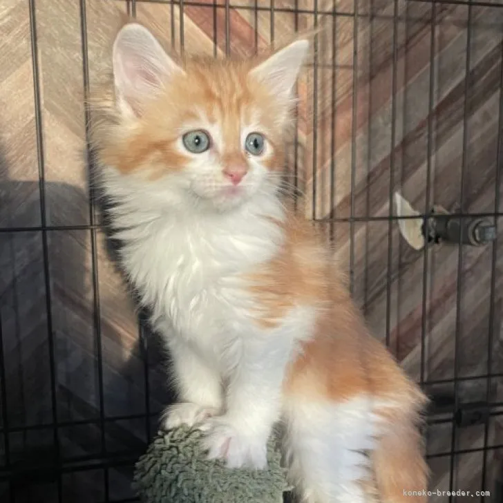 ID:2304-02290の子猫