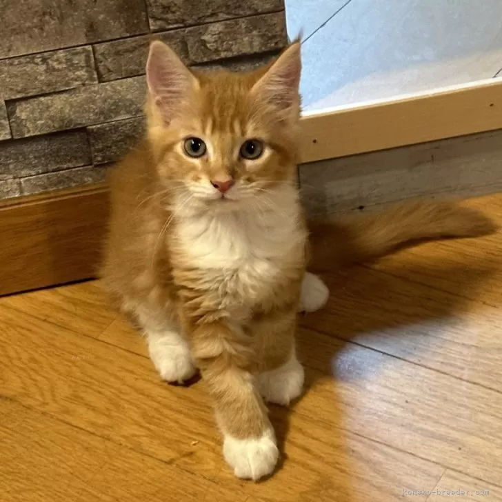 バロン 様のお迎えした子猫
