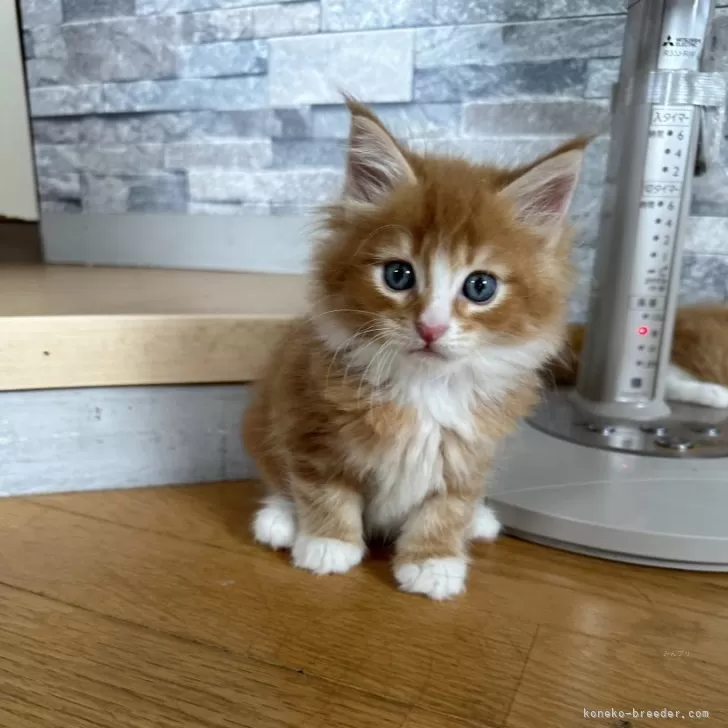 ID：2406-02840の子猫