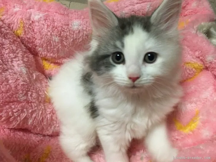 ID：1805-00959の子猫