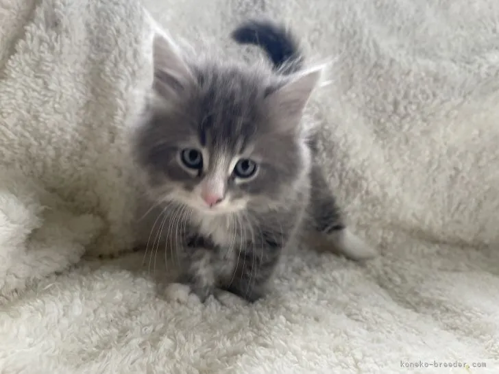 ID:2204-02118の子猫
