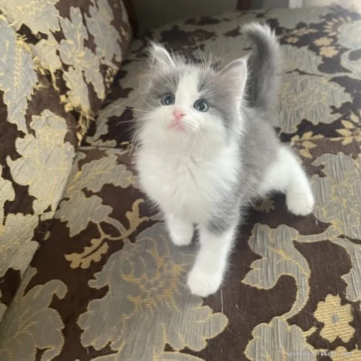 ID：2305-02341の子猫