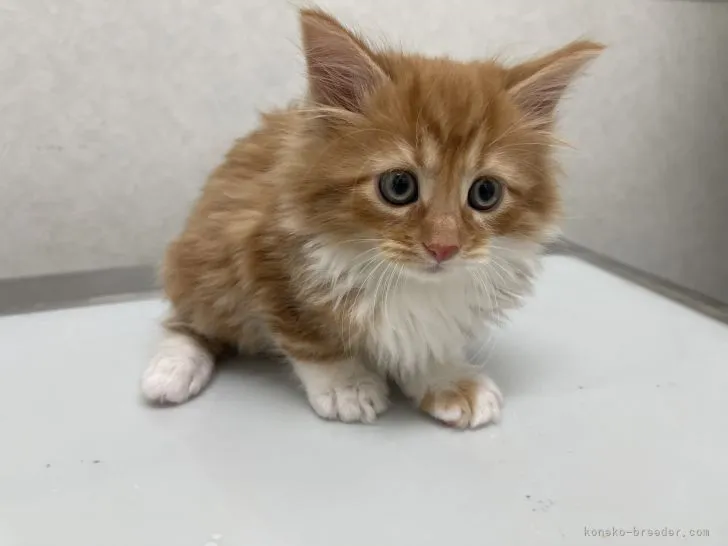 ID：2203-01530の子猫