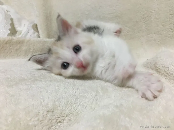 ID:1706-00302の子猫