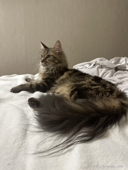 メインクーン【・女の子・2021年3月10日・ブラウンタビー】