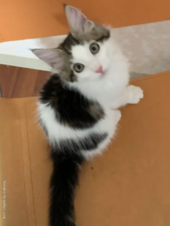 ID：2006-00165の子猫