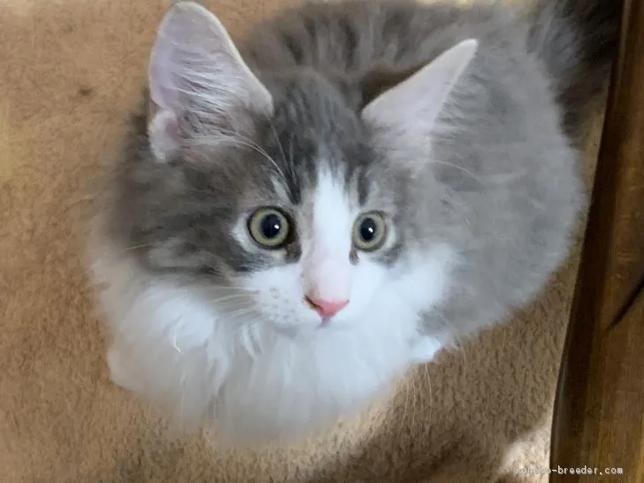 ID：1909-00878の子猫