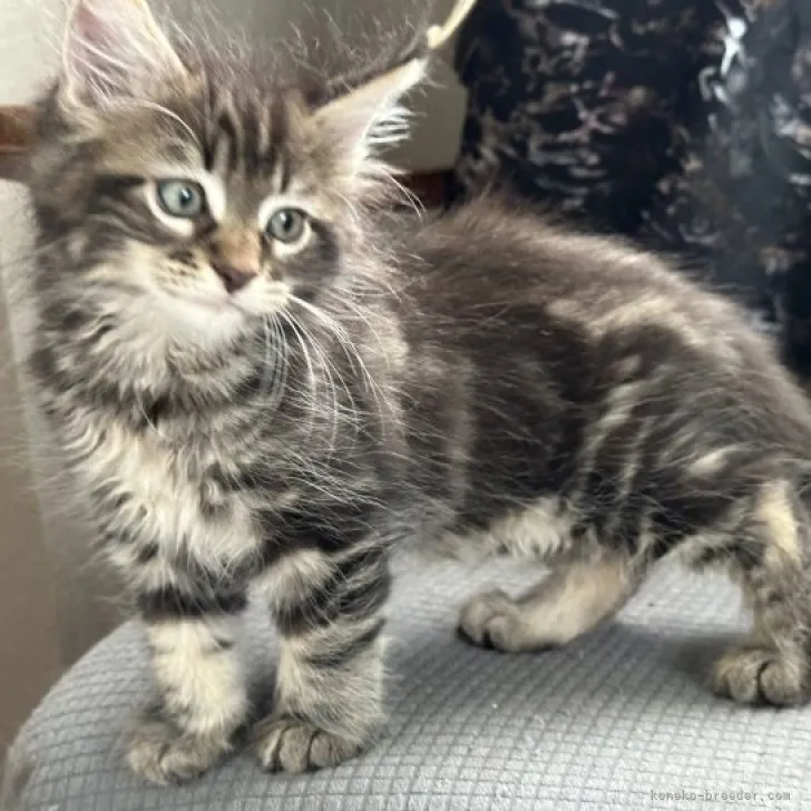 ID:2307-03523の子猫