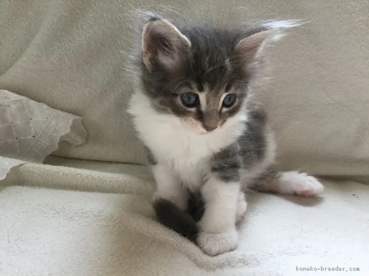 ID：1709-00952の子猫