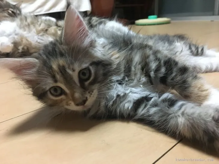 ID：1806-01048の子猫