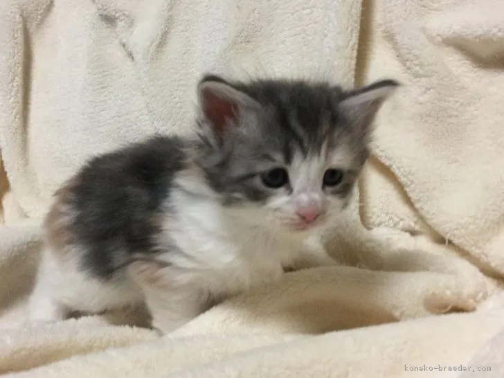 ID：1611-00971の子猫