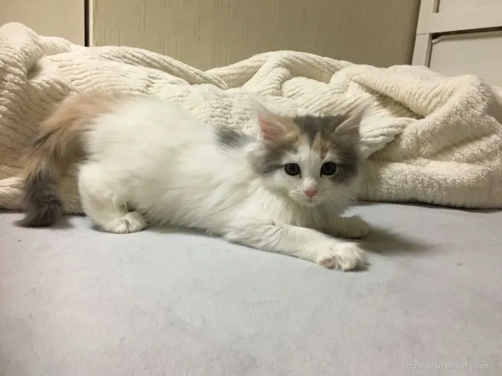 ID:1811-00197の子猫