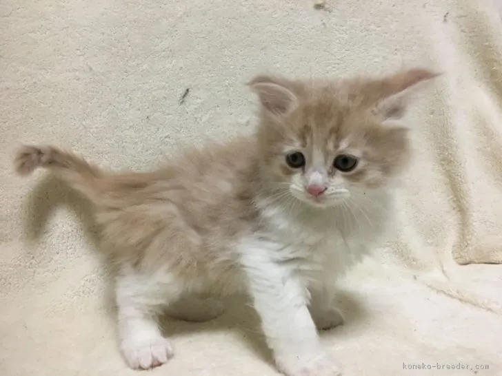 ID：1801-01075の子猫