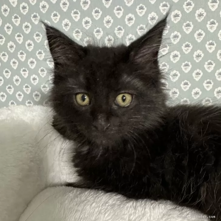 ID：2404-03059の子猫