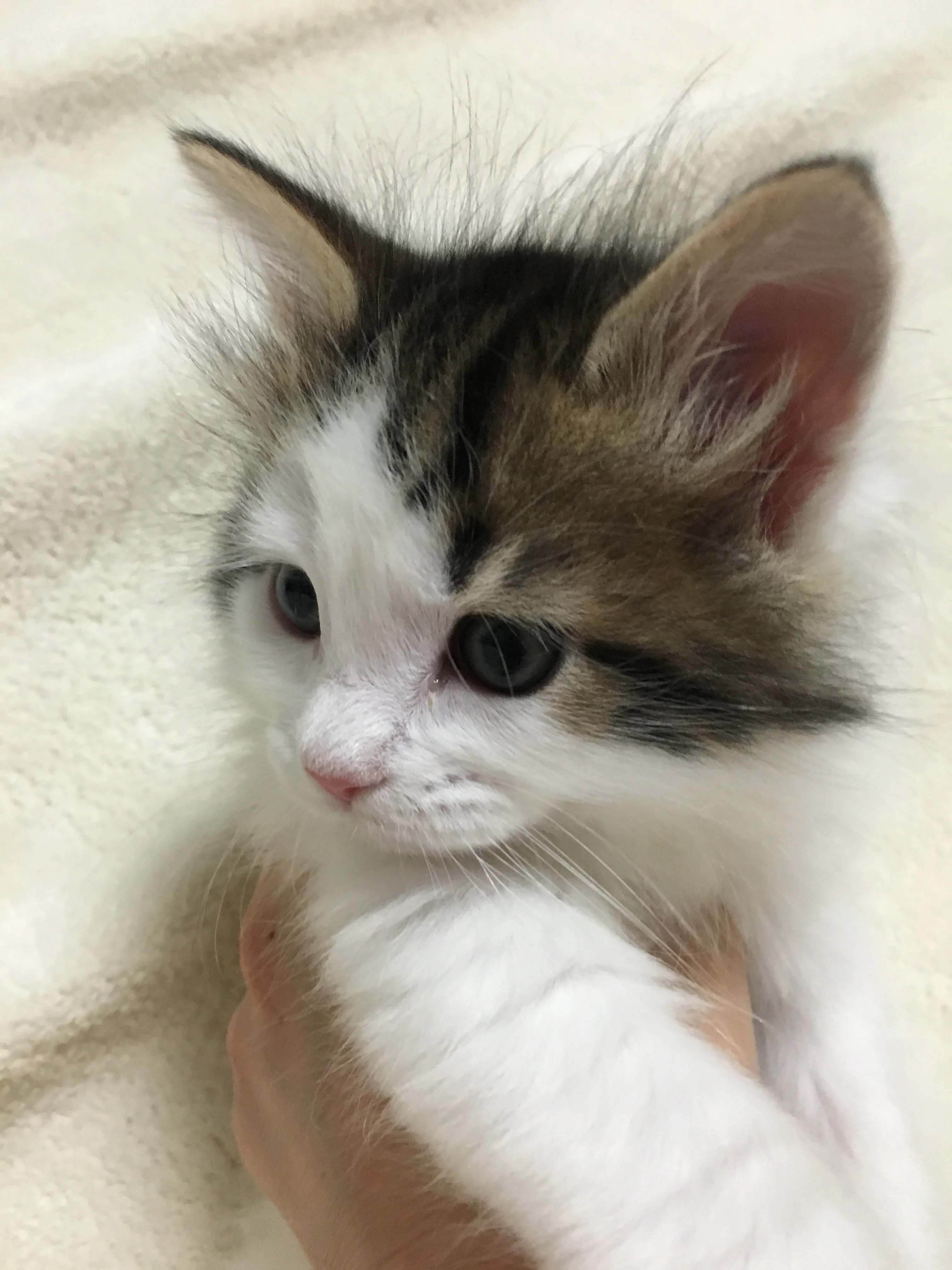 あつ3 様のお迎えした子猫