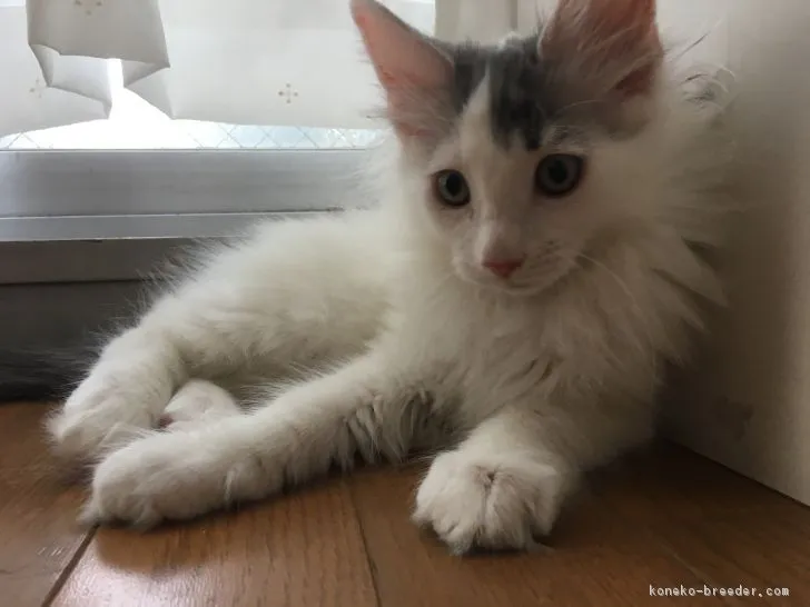 ID：1804-01786の子猫