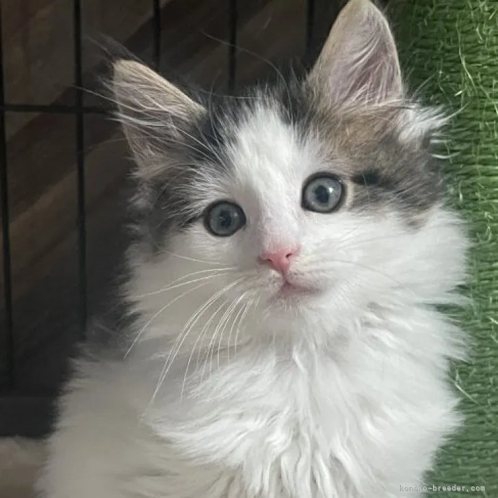 ID：2303-01233の子猫