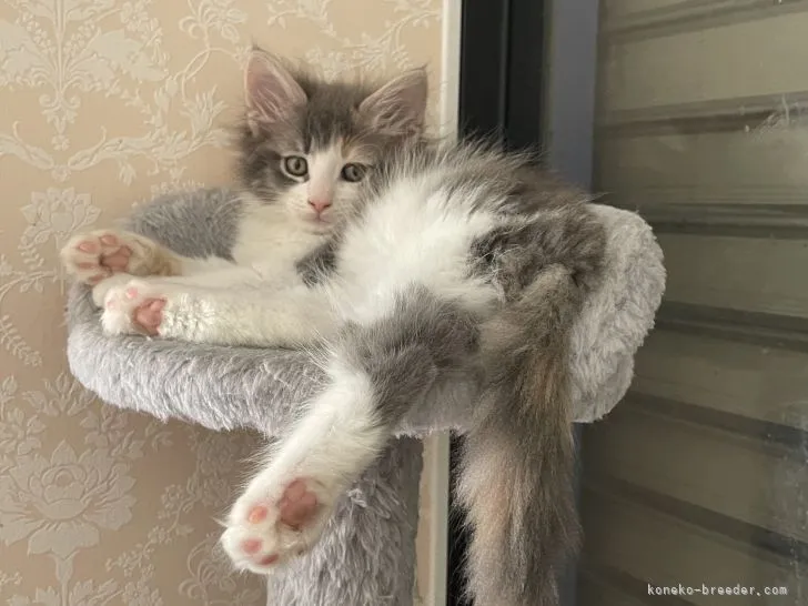 ID：2205-02145の子猫