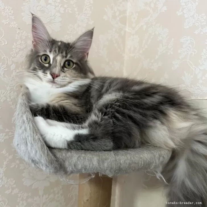 ID：2405-01607の子猫