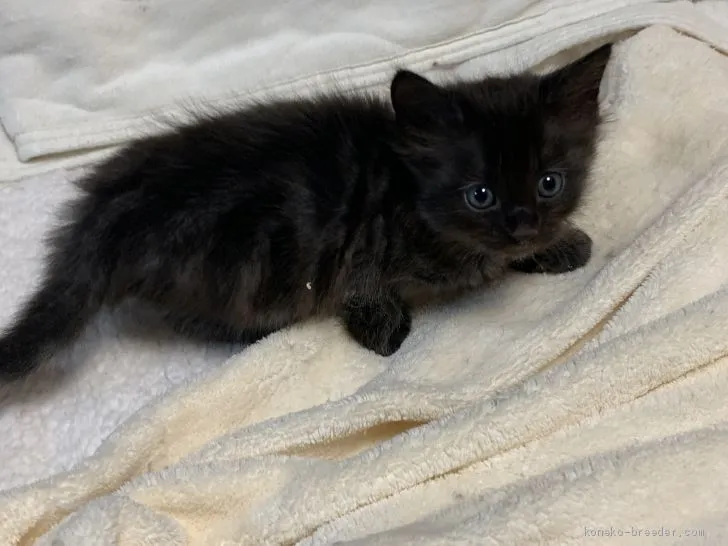 ID：2010-01386の子猫