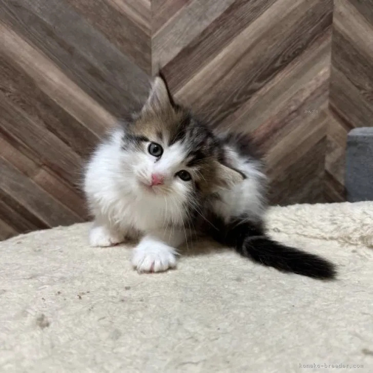 ID:2311-01646の子猫