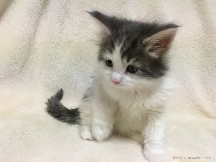 ID：1611-00969の子猫